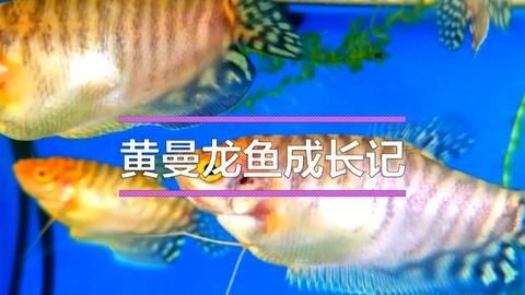 金龍魚成長記錄：關(guān)于金龍魚成長的一些信息