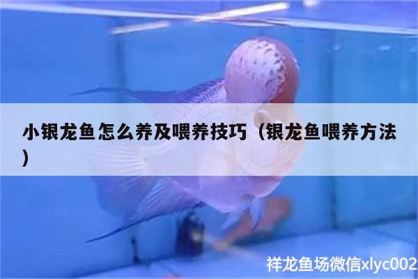 小銀龍魚怎么養(yǎng)及喂養(yǎng)技巧（銀龍魚喂養(yǎng)方法）