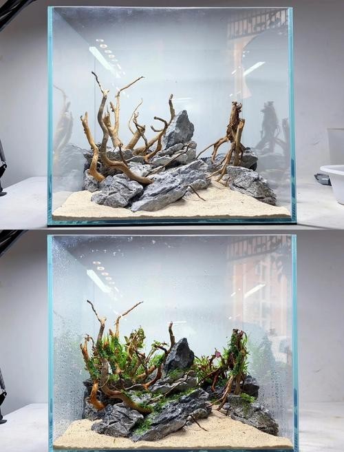40草缸造景圖比賽作品
