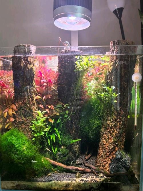 40草缸造景圖比賽作品