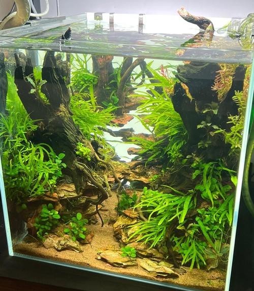 40草缸造景圖比賽作品