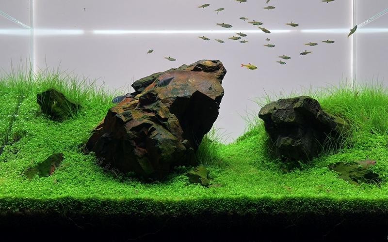 40草缸造景圖比賽作品