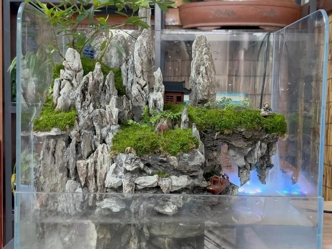40草缸造景圖比賽作品