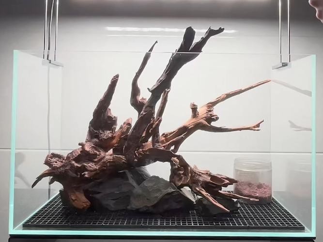 40草缸造景圖比賽作品