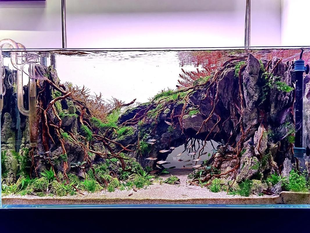 40草缸造景圖比賽作品