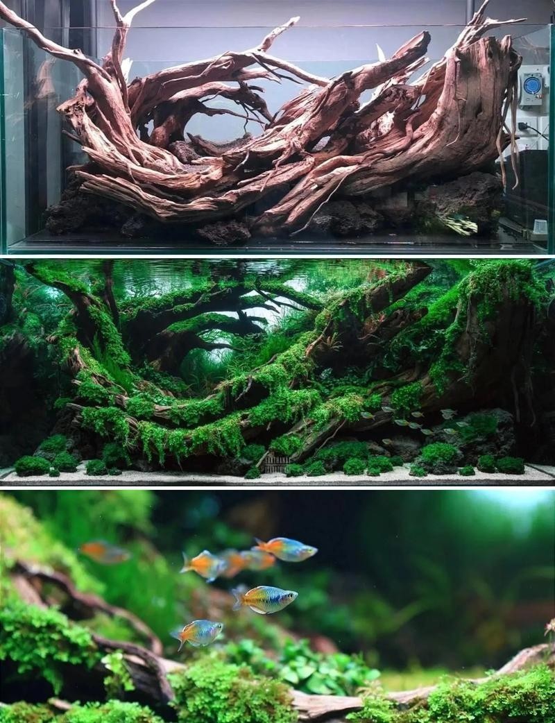 40草缸造景圖比賽作品