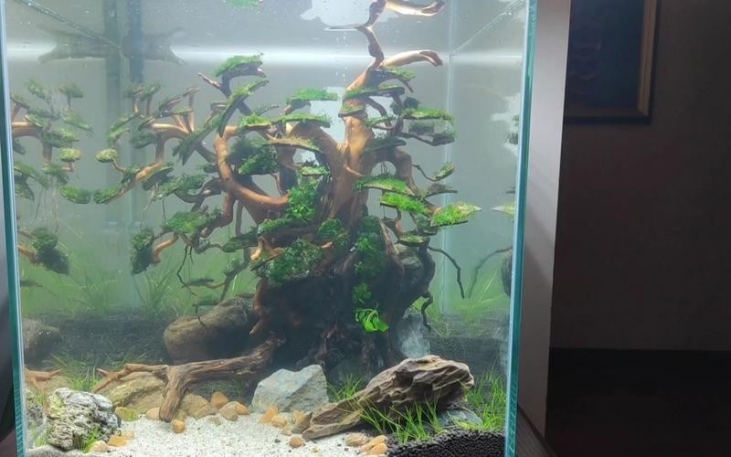 40草缸造景圖比賽作品