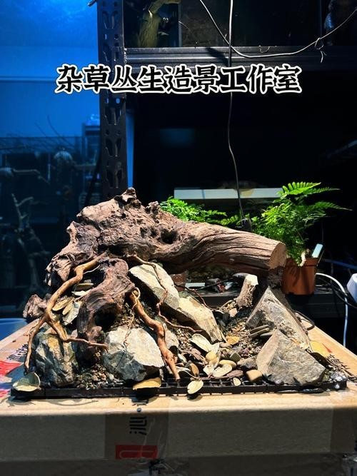 40草缸造景圖比賽作品
