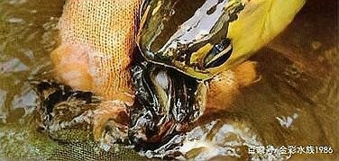 賽級(jí)龍魚如何繁殖? 2025長城杯龍魚大賽 第4張 賽級(jí)龍魚如何繁殖? 賽級(jí)龍魚如何繁殖? 2025長城杯龍魚大賽 第4張