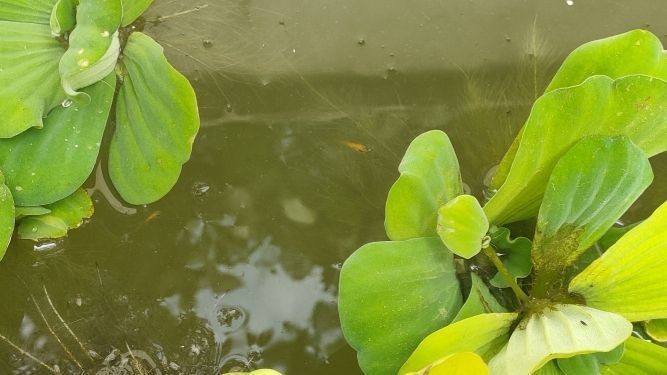 魚缸造景對密度影響：關于魚缸造景對密度的影響 魚缸造景對密度影響：關于魚缸造景對密度的影響 魚缸百科 第3張