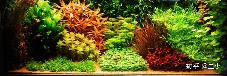 魚缸造景對密度影響：關于魚缸造景對密度的影響 魚缸造景對密度影響：關于魚缸造景對密度的影響 魚缸百科 第5張