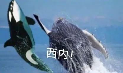 虎鯨為什么對人類友好