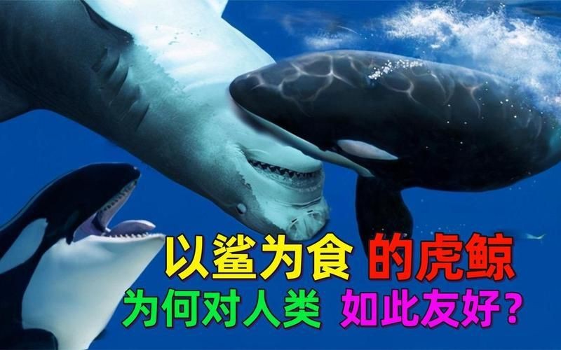 虎鯨為什么對人類友好