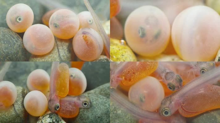 龍魚(yú)卵孵化方法：龍魚(yú)卵孵化過(guò)程需要特定的條件和注意事項(xiàng)和注意事項(xiàng) 龍魚(yú)卵孵化方法：龍魚(yú)卵孵化過(guò)程需要特定的條件和注意事項(xiàng)和注意事項(xiàng) 龍魚(yú)百科 第1張