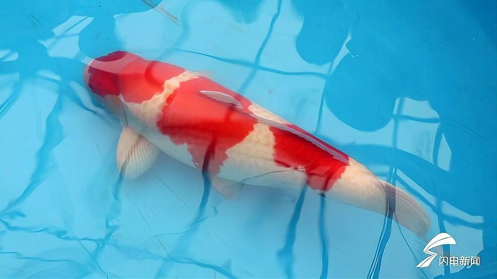 錦鯉鯉魚比賽冠軍 錦鯉鯉魚比賽冠軍 2025長城杯龍魚大賽 第3張