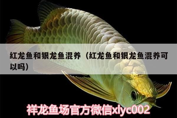 紅龍魚(yú)和銀龍魚(yú)混養(yǎng)（紅龍魚(yú)和銀龍魚(yú)混養(yǎng)可以嗎）