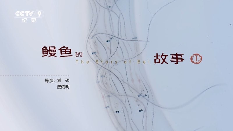 中國龍魚協(xié)會副會長 中國龍魚協(xié)會副會長 2025長城杯龍魚大賽 第11張