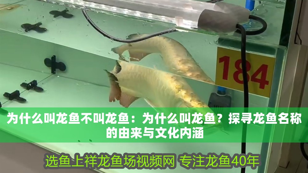 為什么叫龍魚不叫龍魚：為什么叫龍魚？探尋龍魚名稱的由來與文化內(nèi)涵