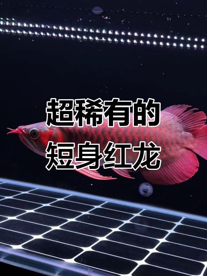 短身紅龍的市場(chǎng)價(jià)格是多少？
