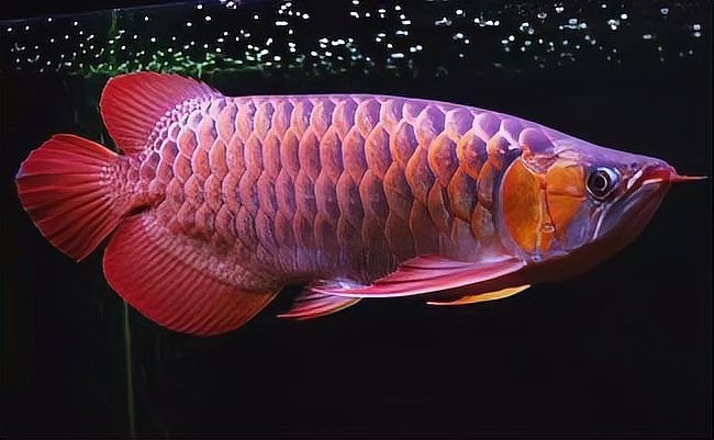 紅龍魚價格走勢如何