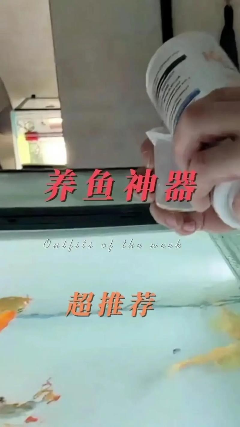紅龍魚價格走勢如何