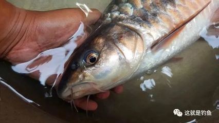 飼料 銀龍魚魚鱗有紅斑怎么回事兒(銀龍魚魚鱗有紅斑怎么回事兒啊) 銀龍魚百科 銀龍魚魚鱗有紅斑怎么回事兒(銀龍魚魚鱗有紅斑怎么回事兒啊) 銀龍魚魚鱗有紅斑怎么回事兒(銀龍魚魚鱗有紅斑怎么回事兒啊) 銀龍魚百科