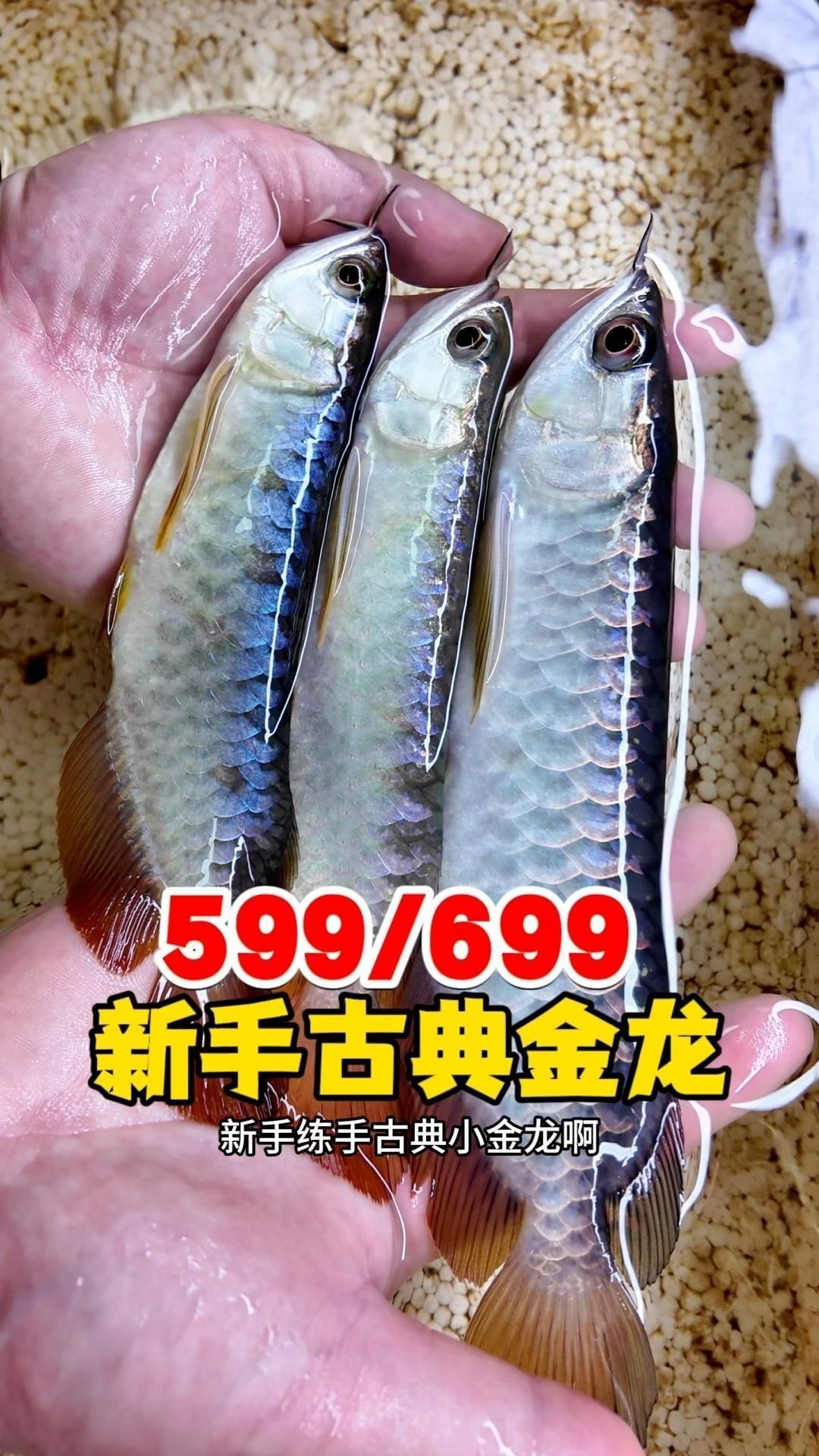 古典金龍什么價位好