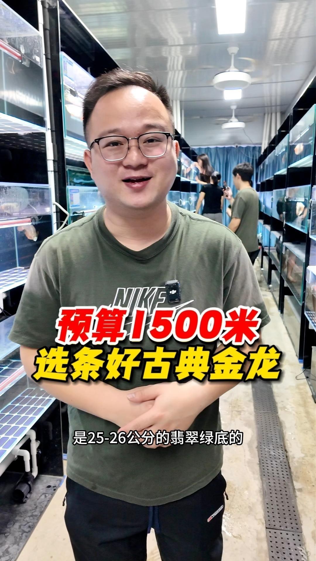 古典金龍什么價位好