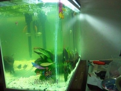 夢見自己的魚缸壞了：夢見自己的魚缸壞了可能反映了你內心深處對于當前生活環境或工作狀態的不滿 夢見自己的魚缸壞了：夢見自己的魚缸壞了可能反映了你內心深處對于當前生活環境或工作狀態的不滿 魚缸百科 第1張