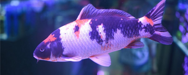養(yǎng)錦鯉能用魚缸嗎用什么魚缸好