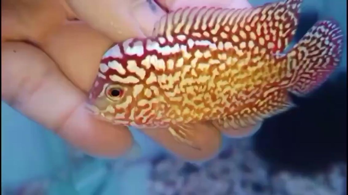 <strong><mark>北京</mark></strong>水族館老鐵們這條羅漢咋樣