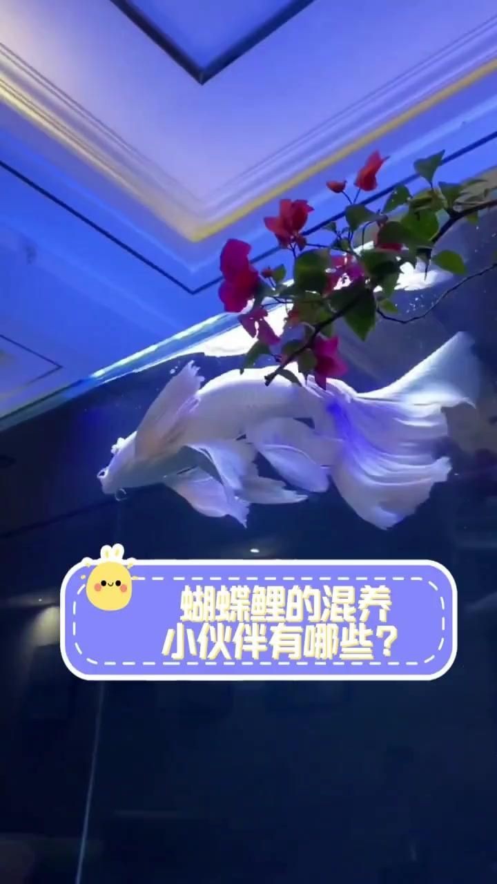 蝴蝶鯉與什么魚混養好看