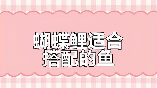 蝴蝶鯉與什么魚混養好看