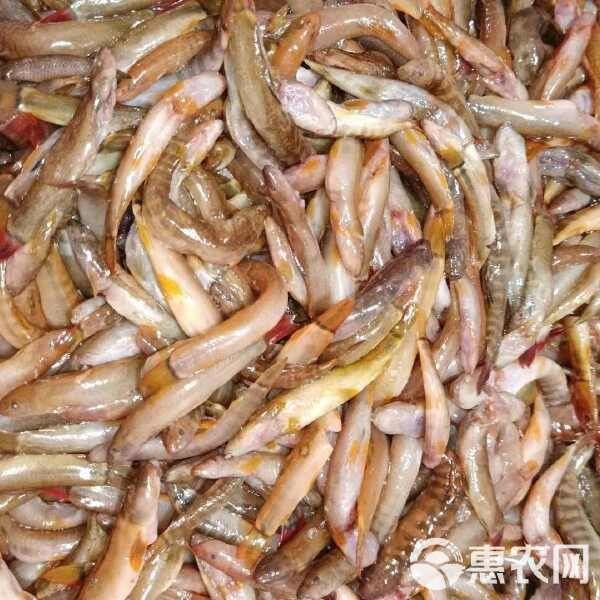紅尾魚多少錢一條