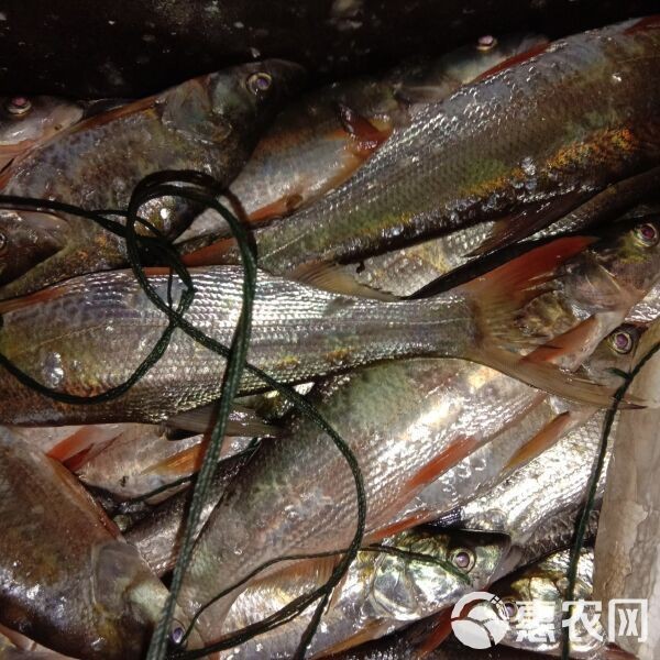 紅尾魚多少錢一條