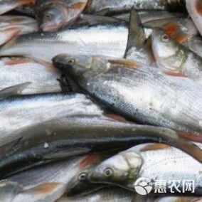 紅尾魚多少錢一條