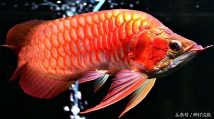 號半龍魚和紅龍的區別（號半龍魚與紅龍魚的區別）