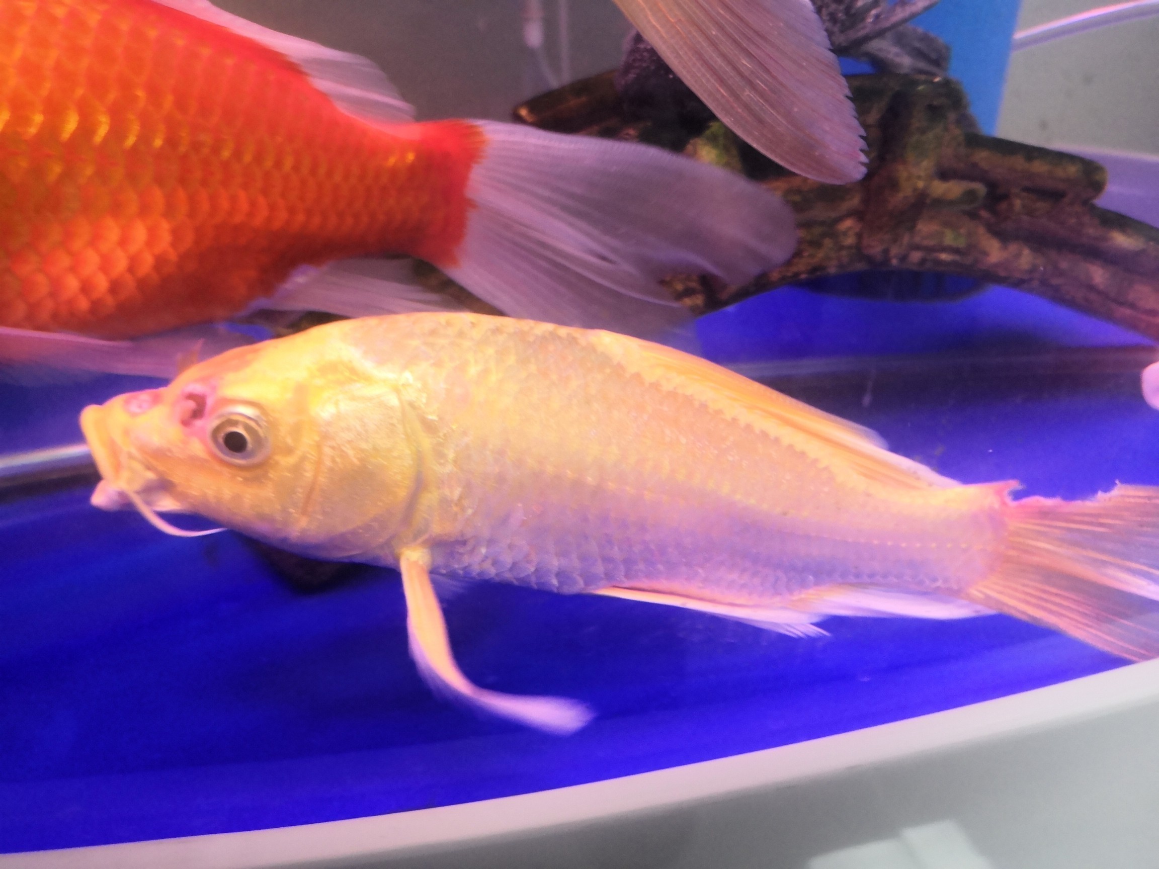 魚病了怎么辦？ 魚病了怎么辦？ 銀龍魚百科