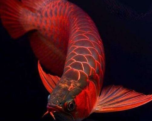 和金龍魚一樣的魚是什么魚（怎么區分金龍魚的品種？）