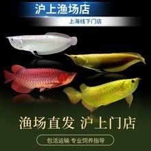 推薦一些信譽良好的龍魚商家