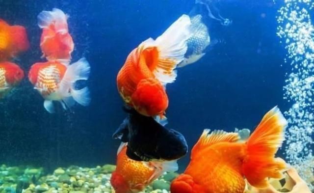 雷龍魚白毛怎么處理，如何處理雷龍魚白毛病的預防措施 雷龍魚白毛怎么處理，如何處理雷龍魚白毛病的預防措施 龍魚百科 第3張