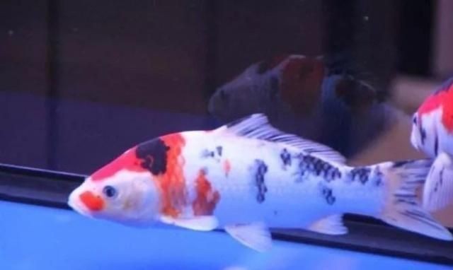 雷龍魚白毛怎么處理，如何處理雷龍魚白毛病的預防措施 雷龍魚白毛怎么處理，如何處理雷龍魚白毛病的預防措施 龍魚百科 第5張