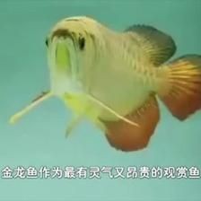 金龍魚不吃東西的原因：金龍魚不吃東西的原因可能有以下幾點金龍魚不吃東西的原因