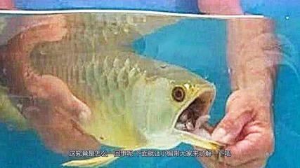 金龍魚不吃東西的原因：金龍魚不吃東西的原因可能有以下幾點金龍魚不吃東西的原因