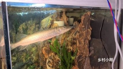 鳡魚可以養在魚缸里嗎？（如何在魚缸中養殖[需手動填充]魚）