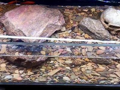 鳡魚可以養在魚缸里嗎？（如何在魚缸中養殖[需手動填充]魚）