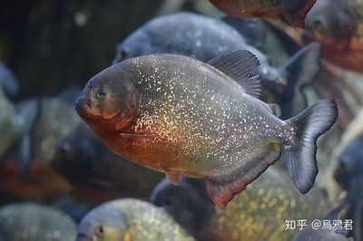 鳡魚可以養在魚缸里嗎？（如何在魚缸中養殖[需手動填充]魚）