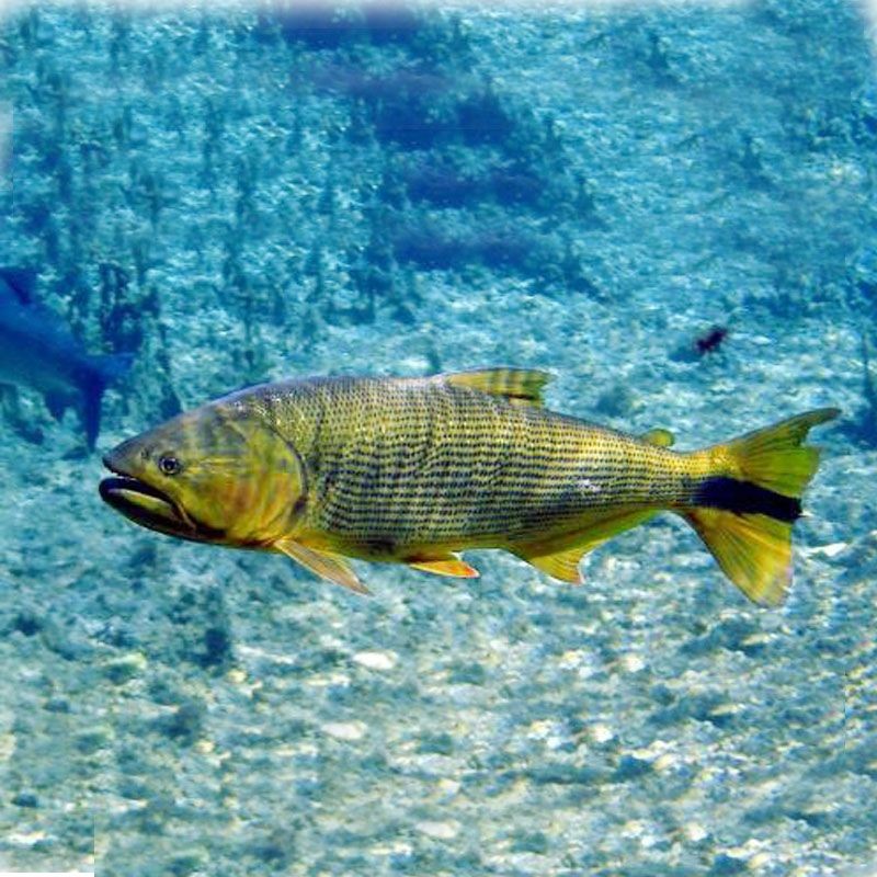 黃金河虎咬龍魚：黃金河虎是否會咬龍魚