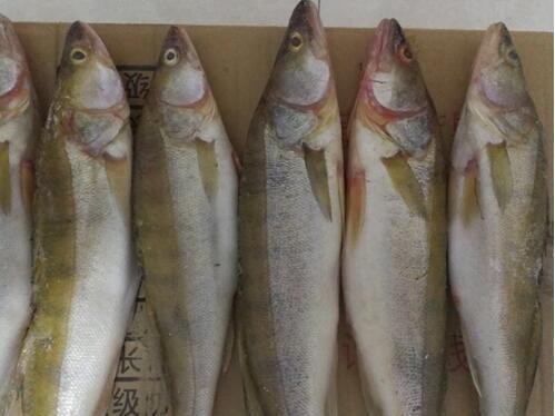天山龍魚圖片大全大圖欣賞 天山龍魚圖片大全大圖欣賞 龍魚百科 第15張