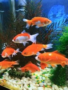 蝴蝶鯉是吉還是兇 蝴蝶鯉是吉還是兇 龍魚論壇 第1張